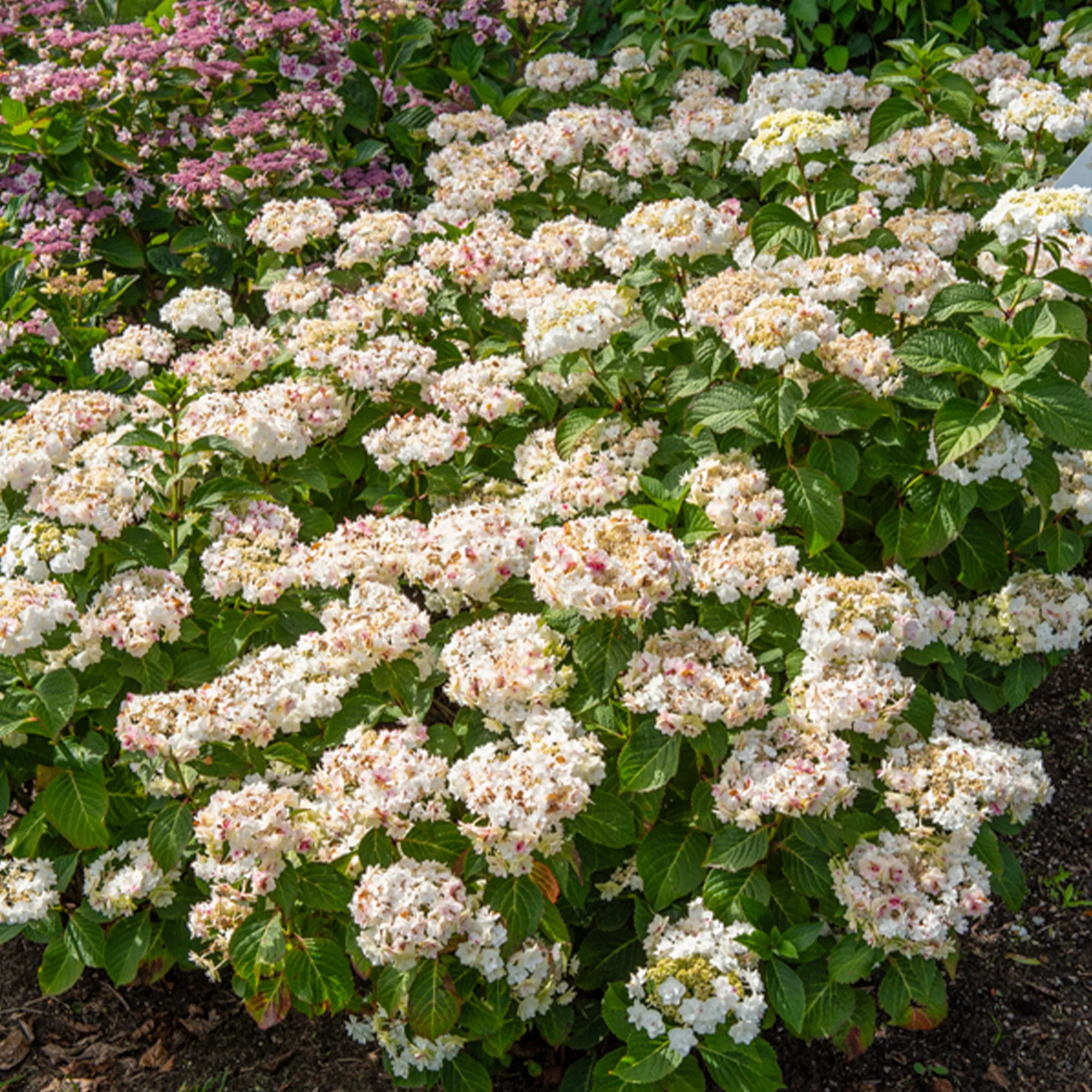 Hortensia Doppio Bianco - Image 3