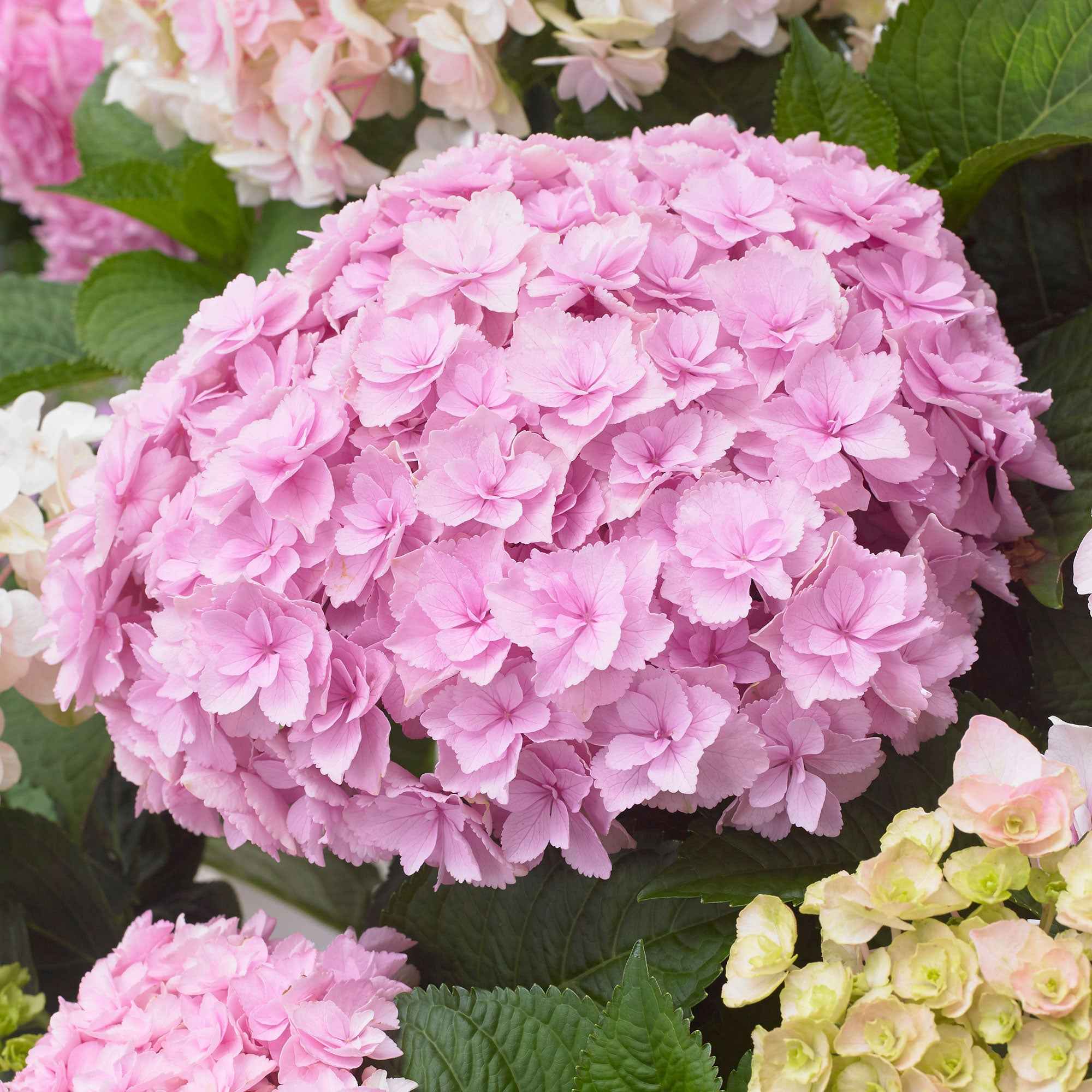 Hortensia Doppio Nuvola - Image 3
