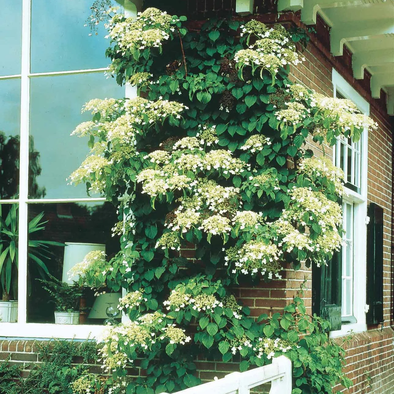 Hortensia grimpant - Image 5
