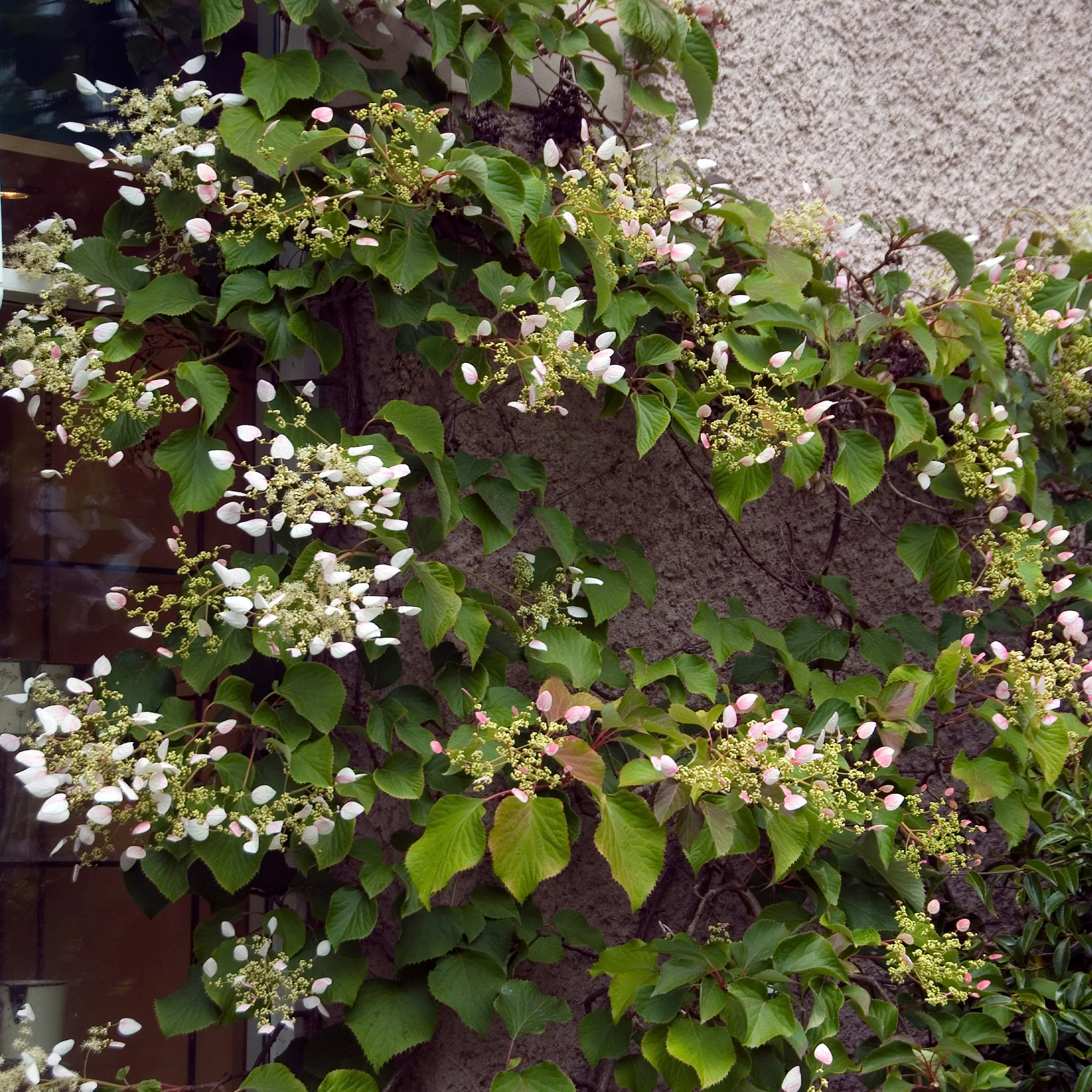 Hortensia grimpant Brookside Little Leaf - Schizophragma