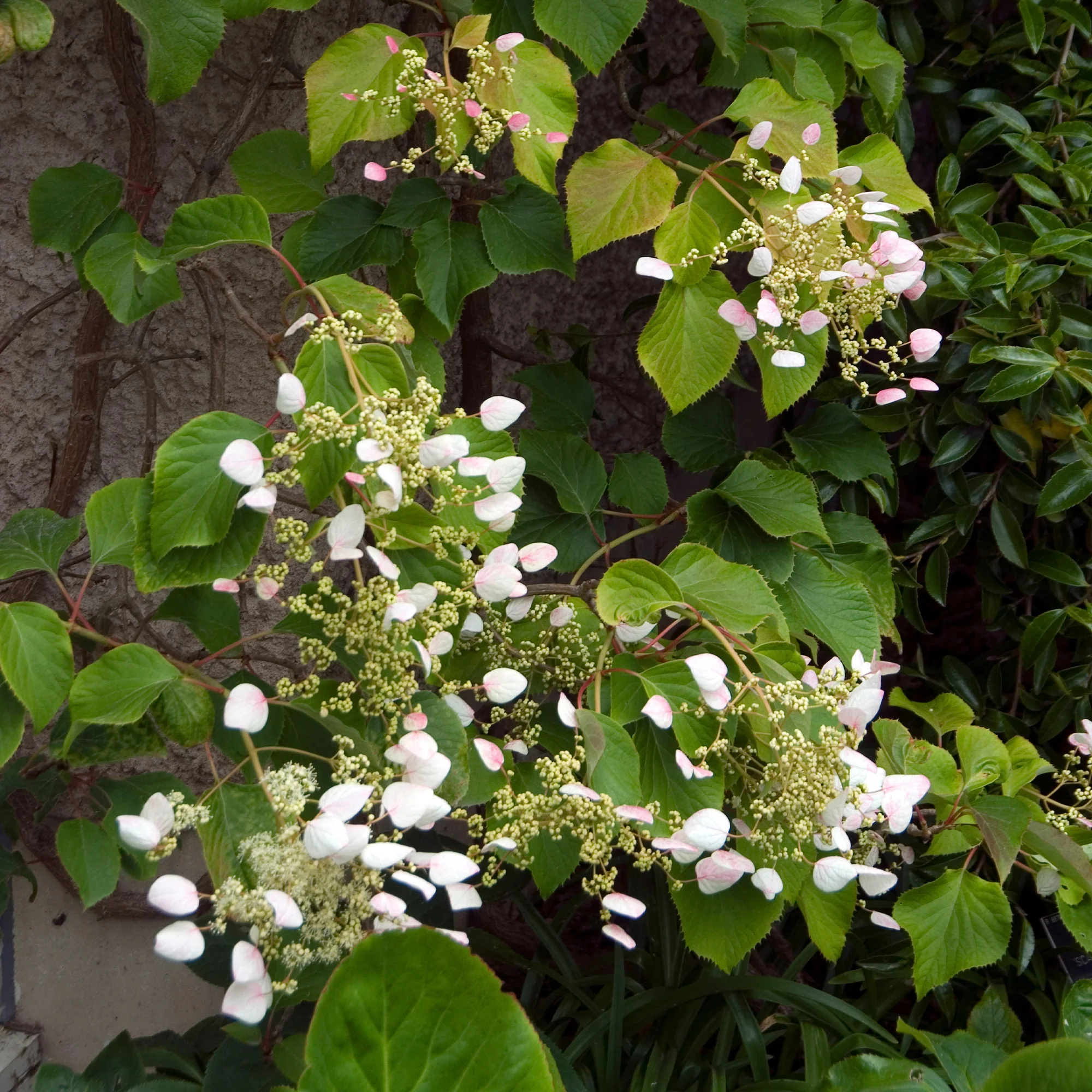 Hortensia grimpant Brookside Little Leaf - Schizophragma - Image 3
