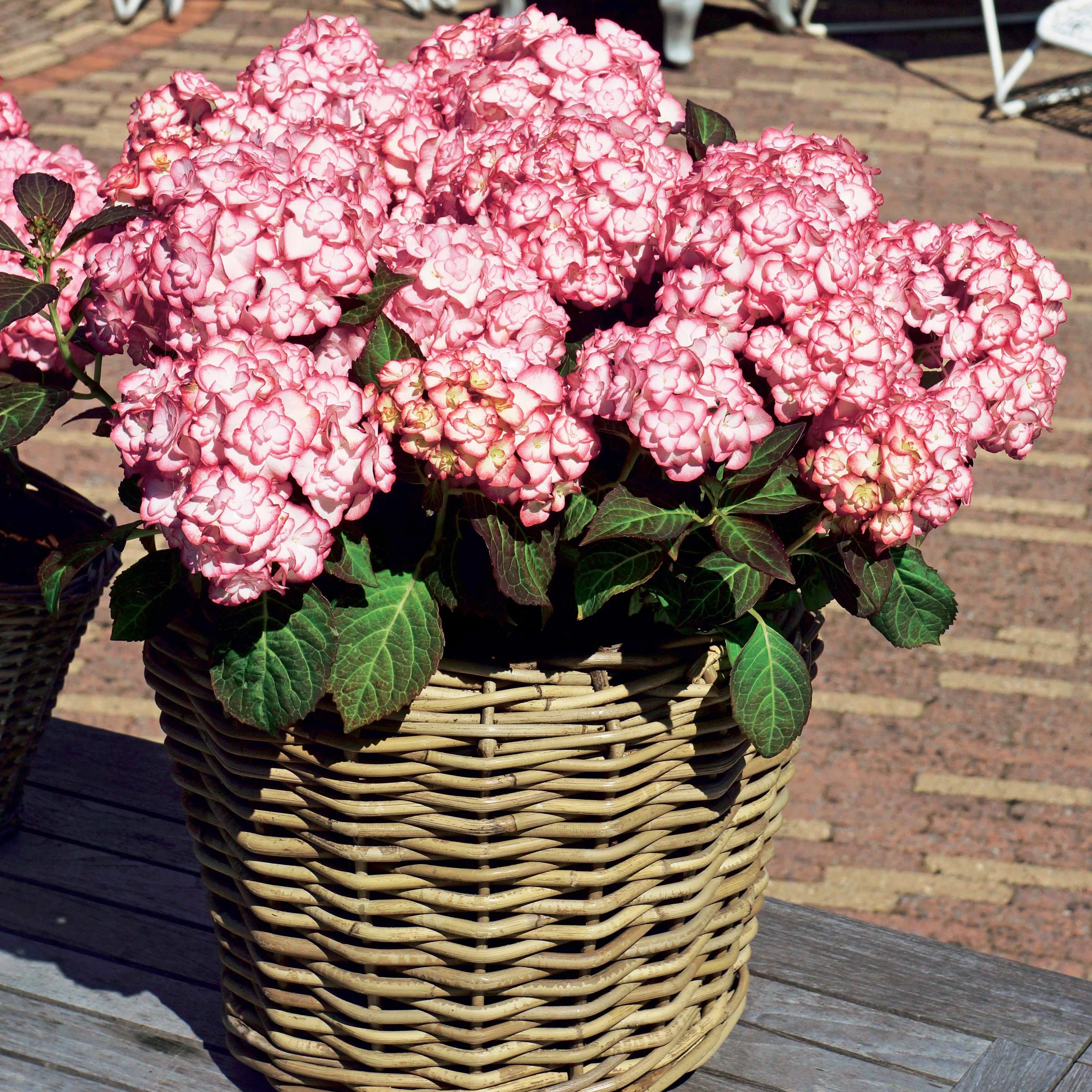 Hortensia Miss Saori - Image 5