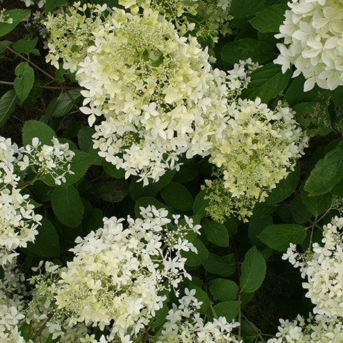 Hortensia paniculé Dentelle de Gorron ® - Image 2