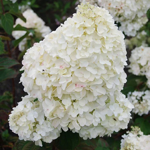 Hortensia paniculé Dolly