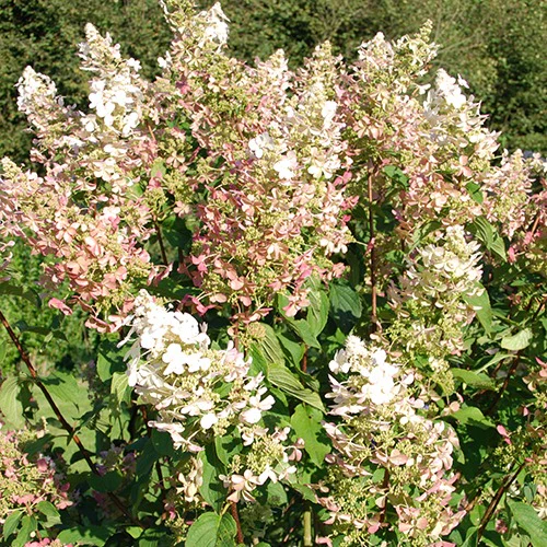 Hortensia paniculé Dolly - Image 2