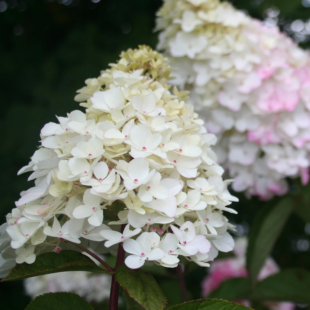 Hortensia paniculé Fraise Melba® Renba - Image 7