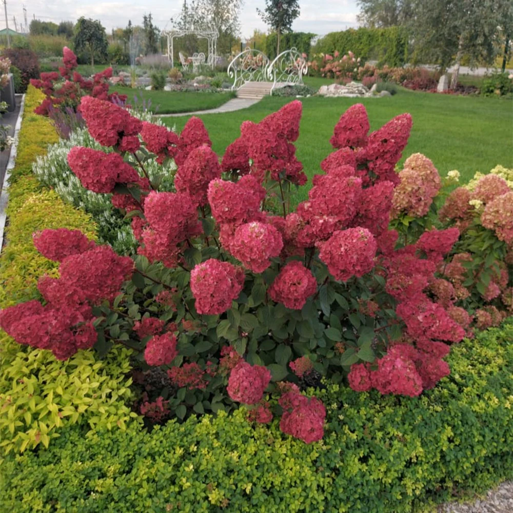 Hortensia paniculé Framboisine® 'Rensam'
