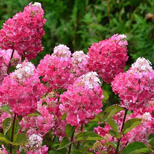 Hortensia paniculé Framboisine® 'Rensam' - Image 2