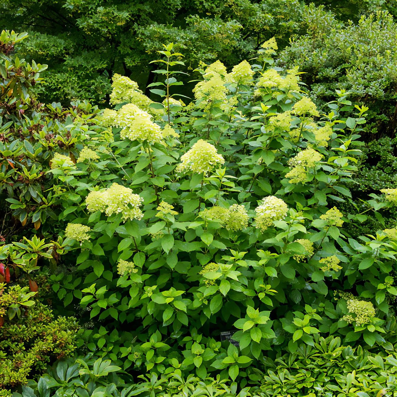 Hortensia paniculé Limelight® - Image 2