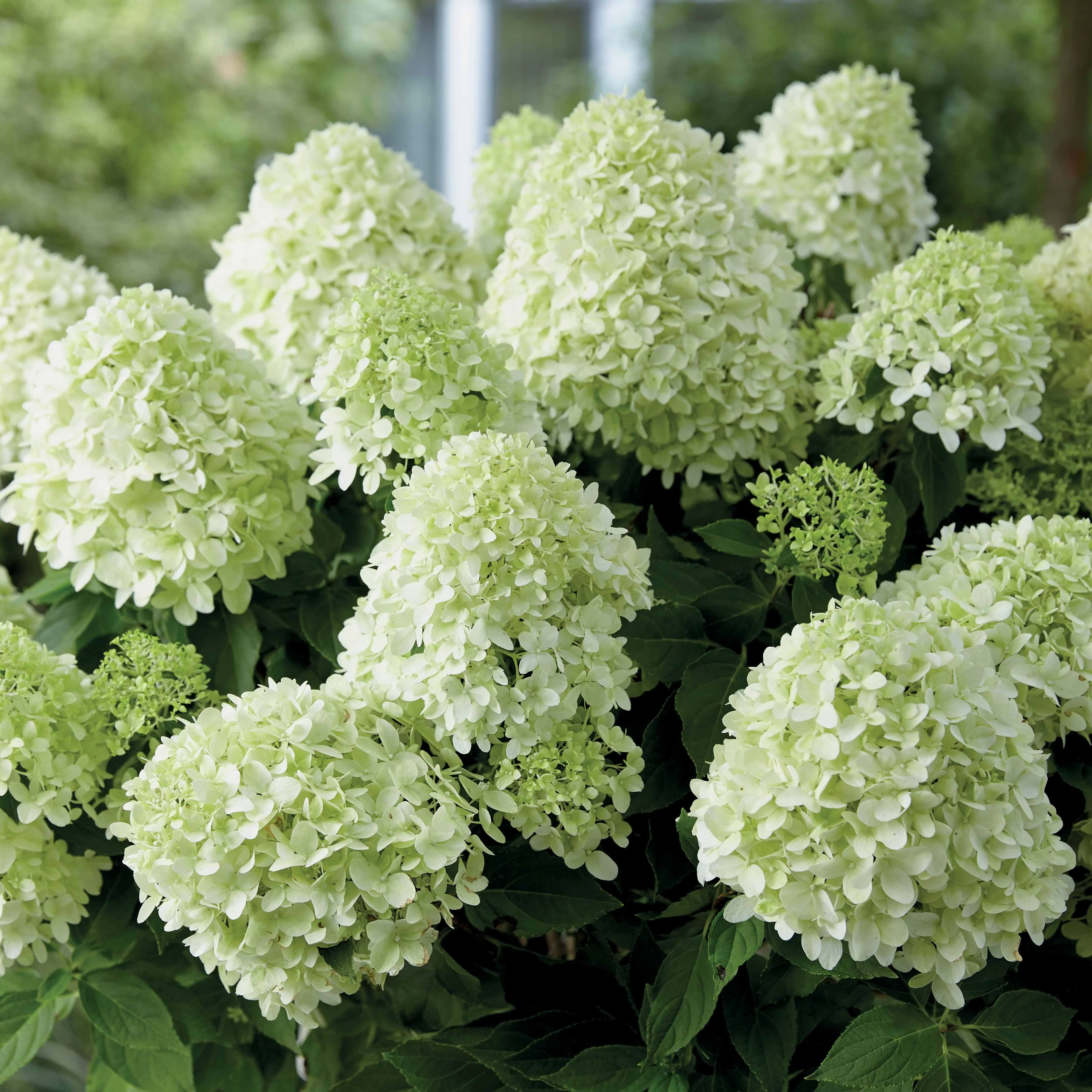 Hortensia paniculé Little Spooky - Image 3