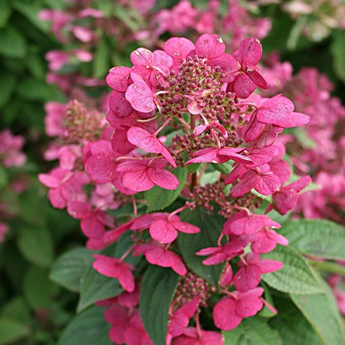 Hortensia paniculé Magical ® Fire - Image 2