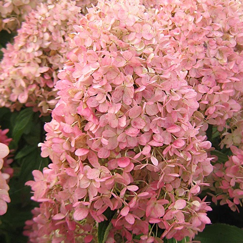 Hortensia paniculé Magical® Candle - Image 3