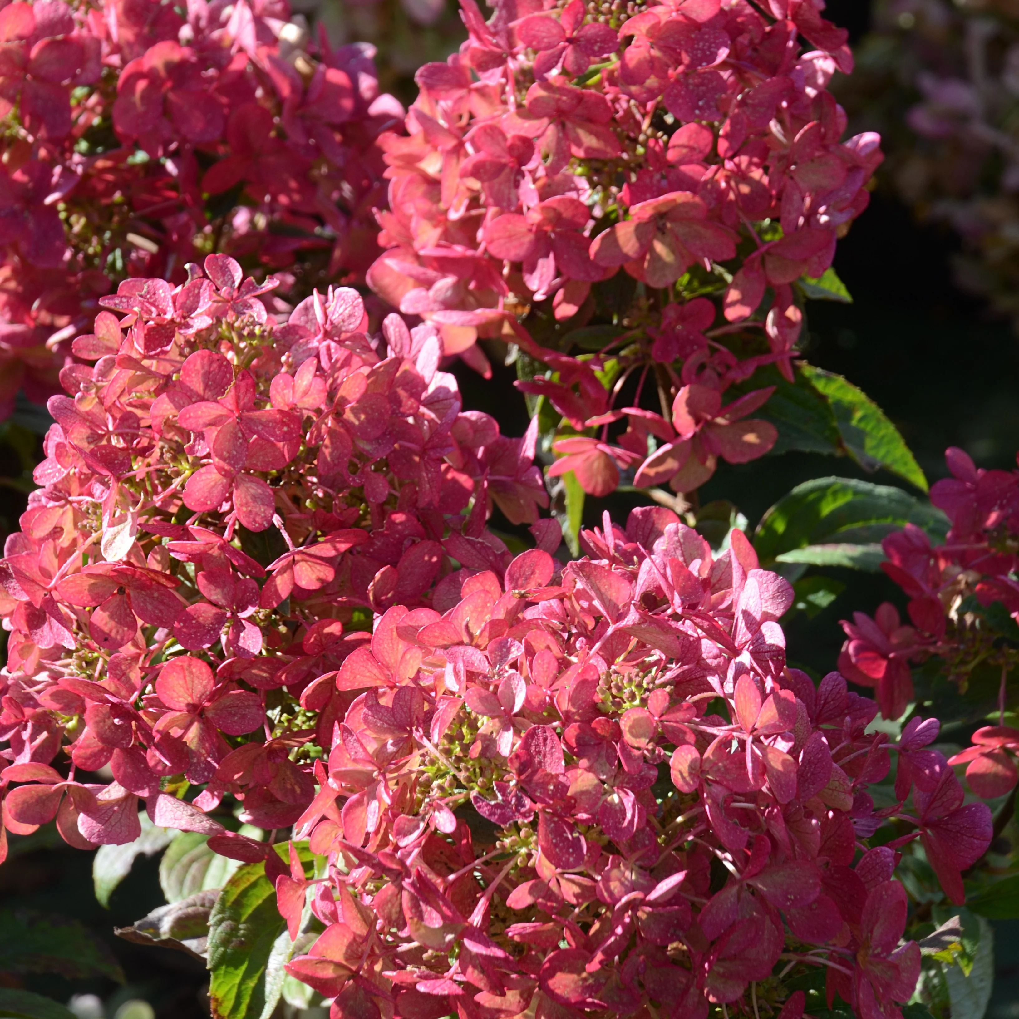 Hortensia paniculé PETITE® Star - Image 4