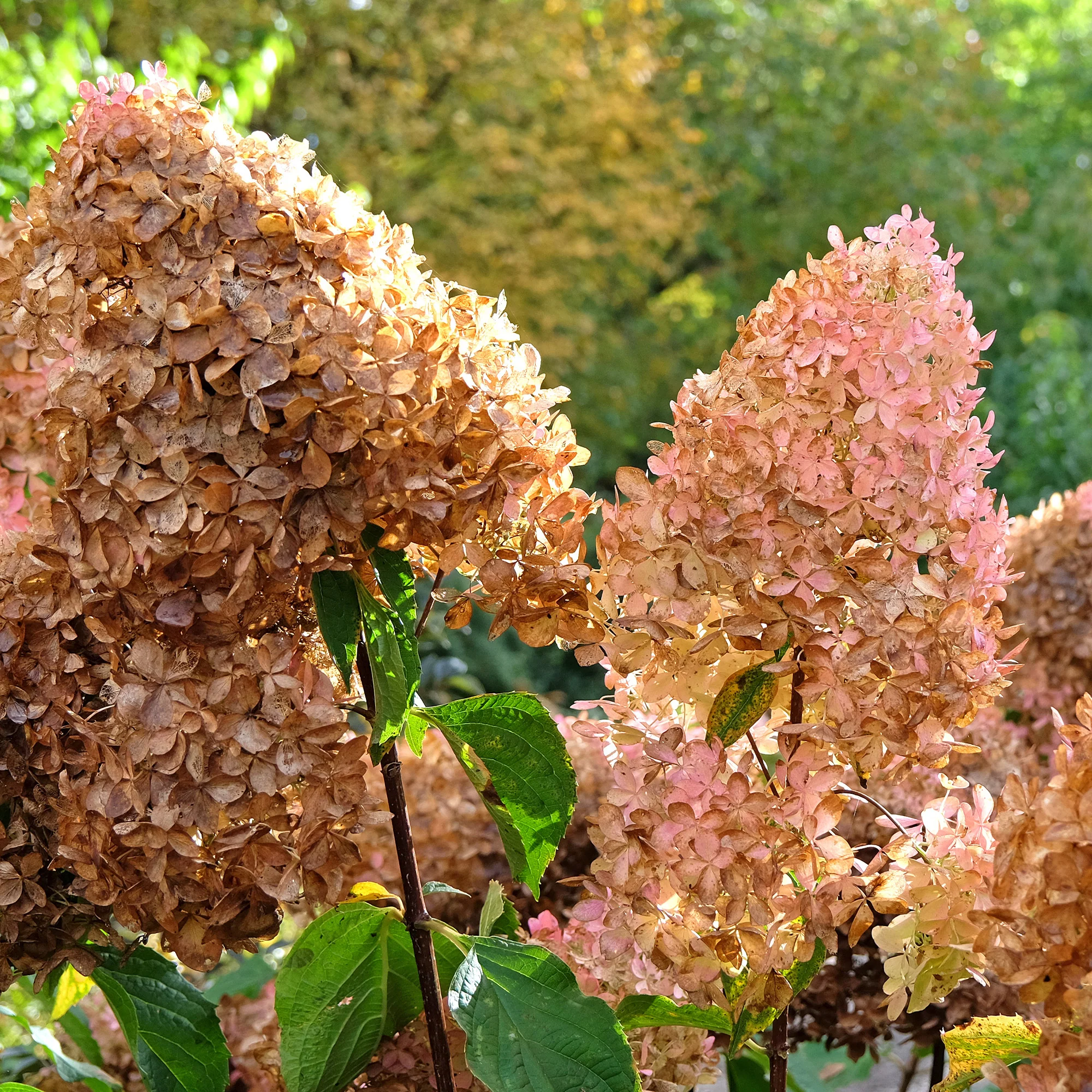 Hortensia paniculé Phantom - Image 4
