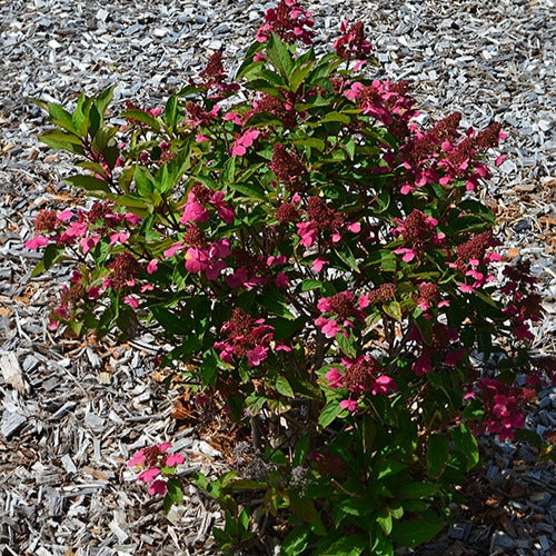 Hortensia paniculé Prim'Red® Couhaprim - Image 2