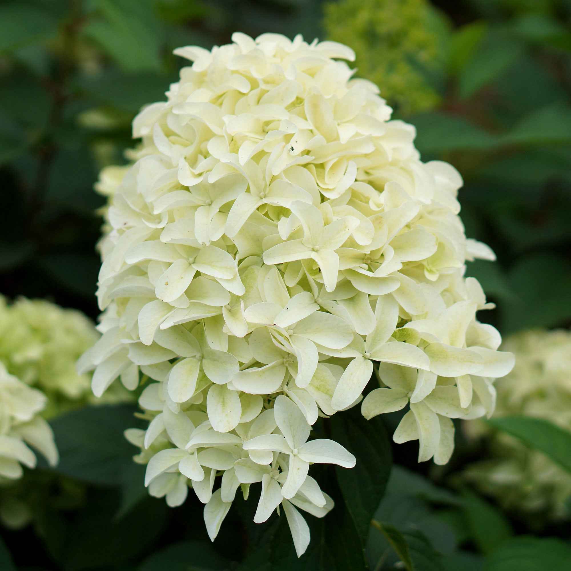 Hortensia paniculé Skyfall - Image 4
