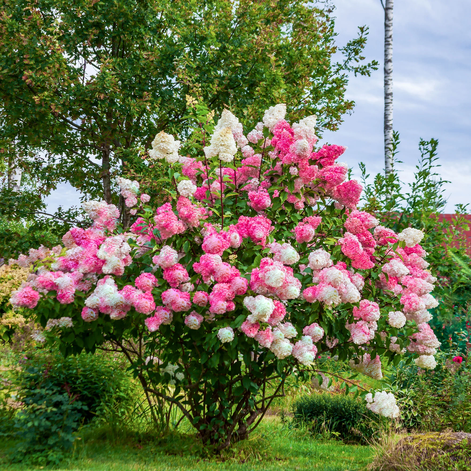 Hortensia paniculé Vanille Fraise® Renhy - Image 4