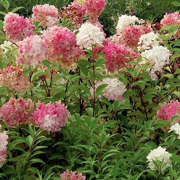Hortensia paniculé Vanille Fraise® Renhy - Image 6