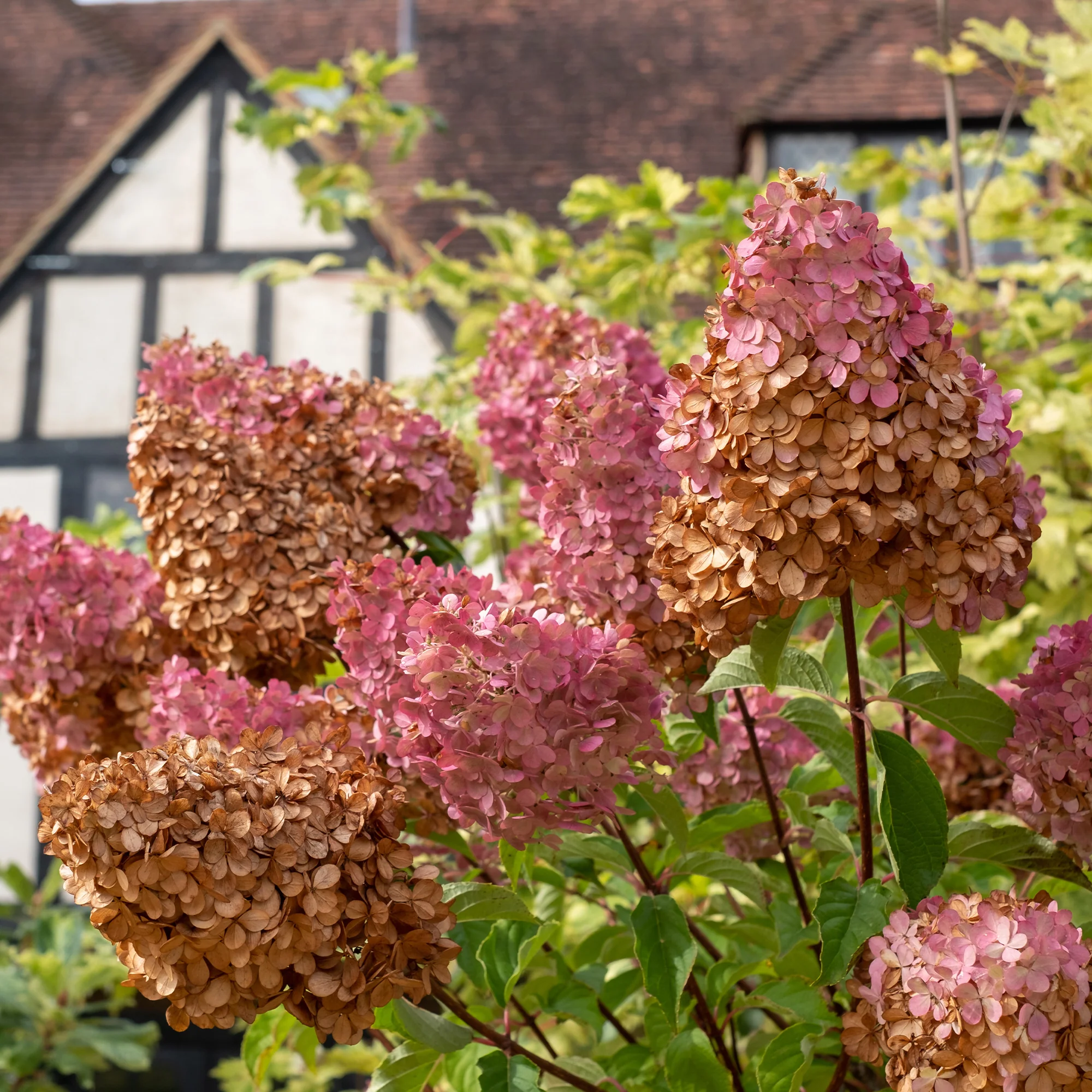 Hortensia paniculé Vanille Fraise® Renhy - Image 7