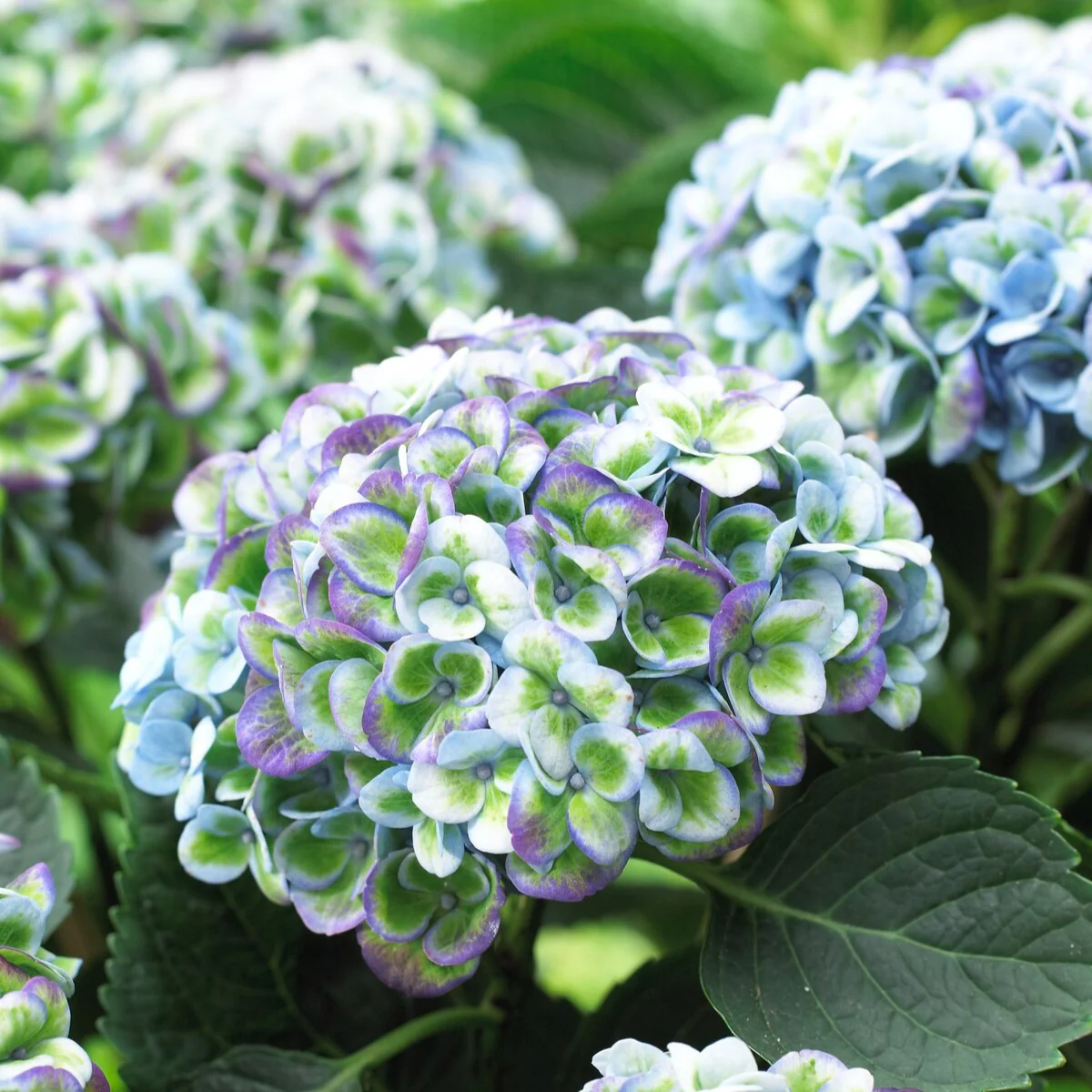 Hortensia Revolution Blue - Image 2