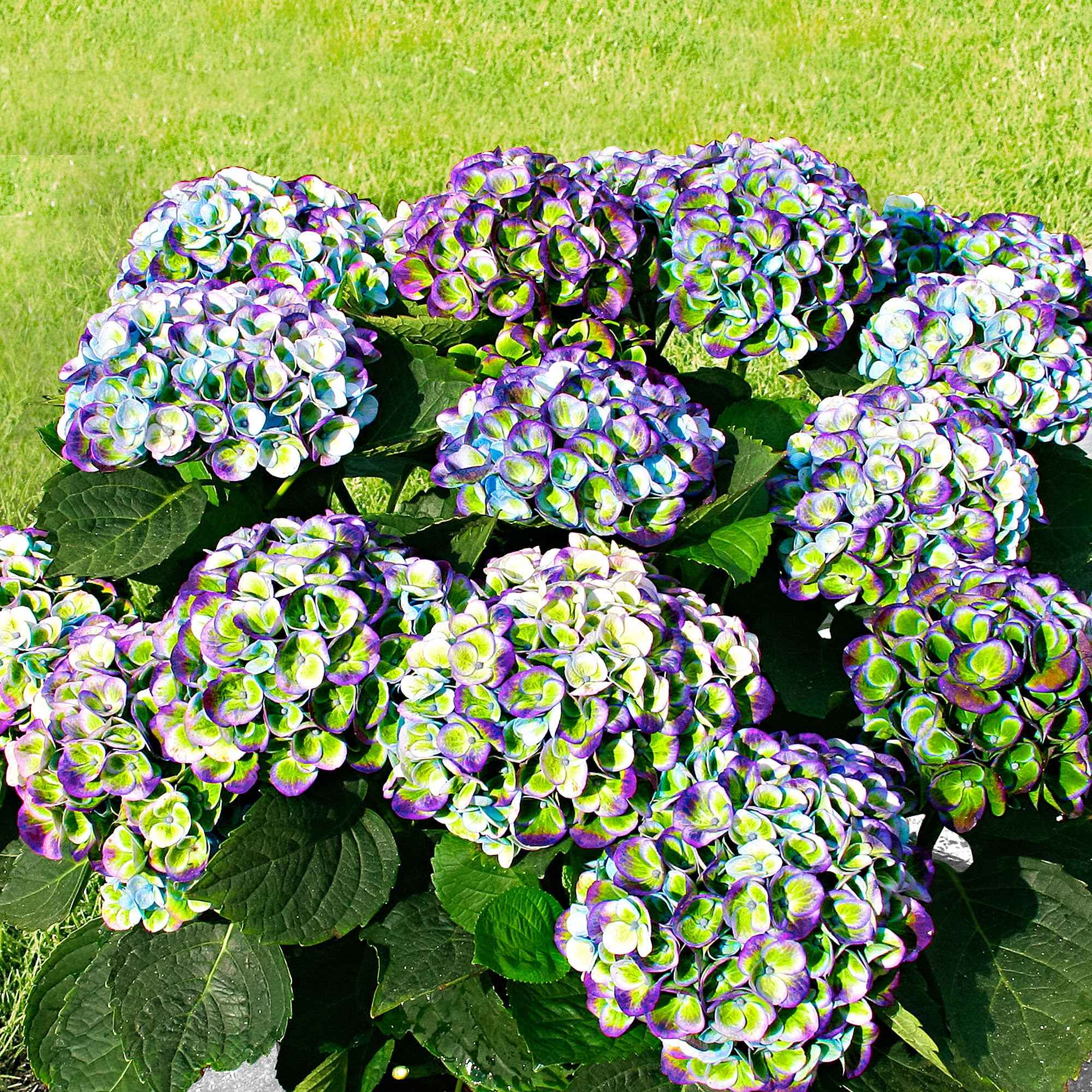 Hortensia Revolution Blue - Image 3