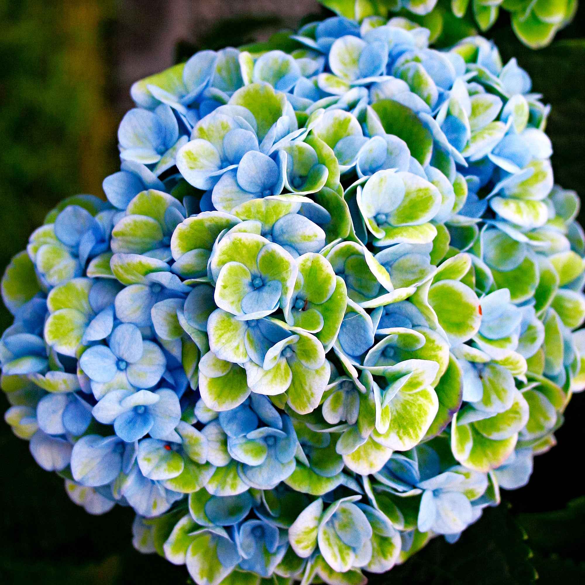 Hortensia Revolution Blue - Image 4