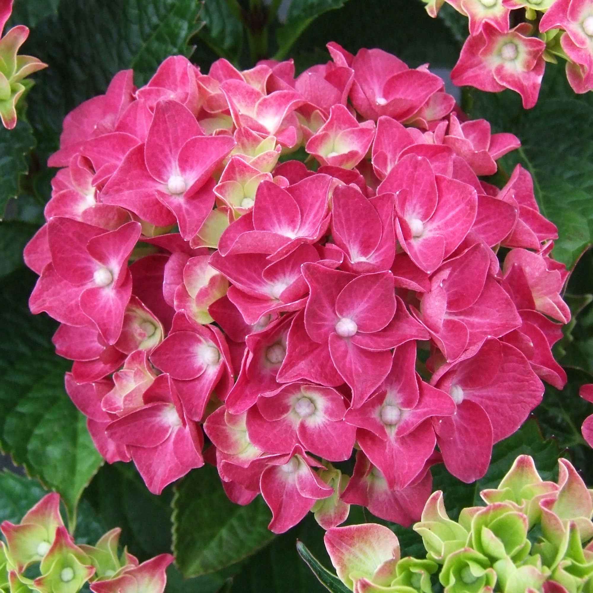 Hortensia rose - Image 3