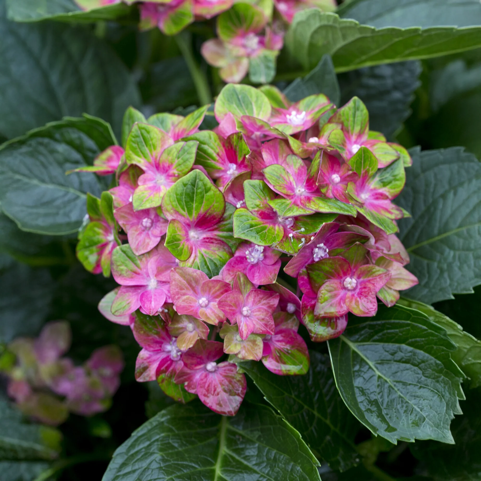 Hortensia Saxon ® - Image 3