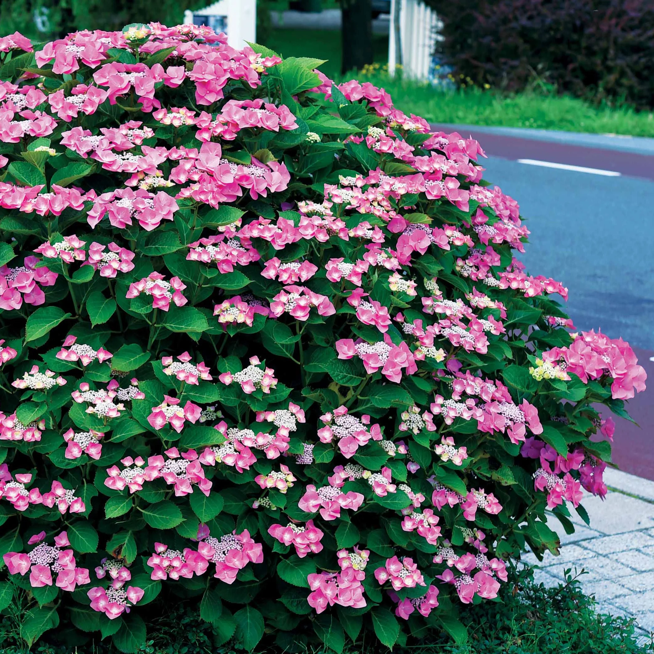 Hortensia Selina