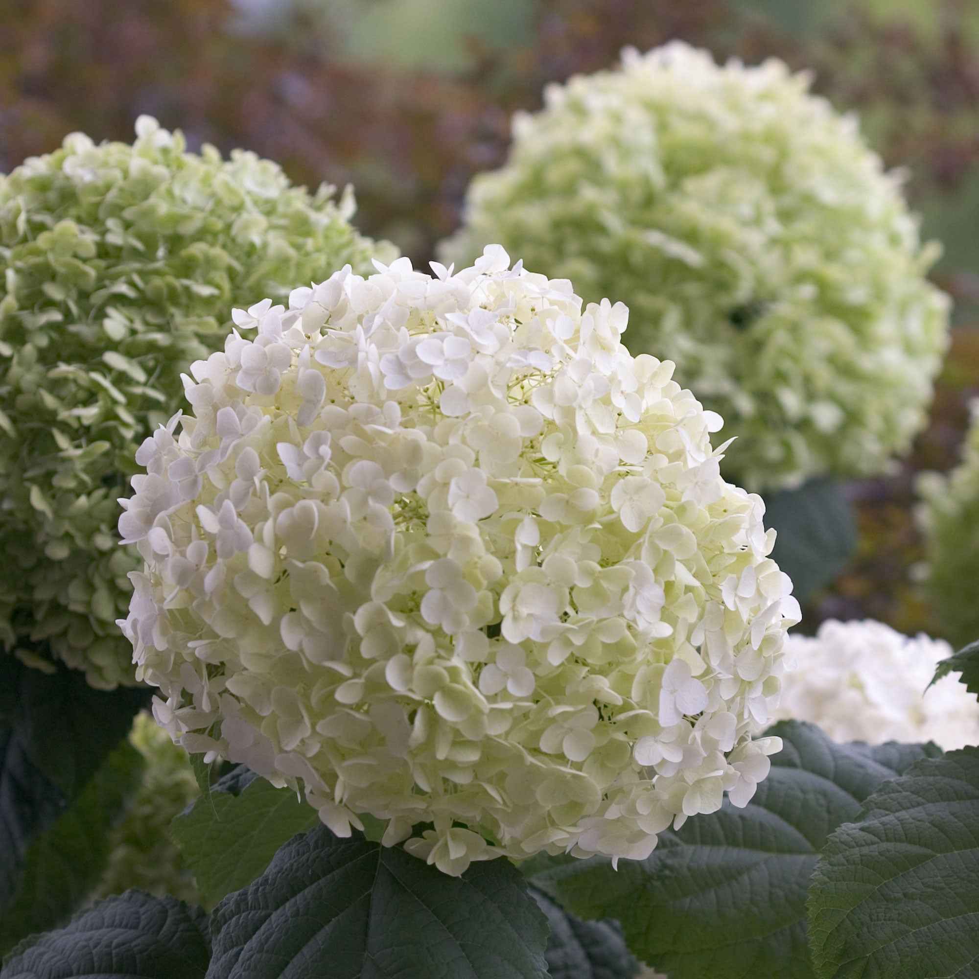 Hortensia Strong Annabelle - Image 3