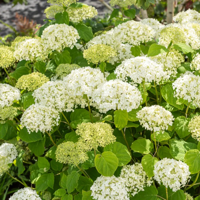 Hortensia Strong Annabelle - Image 4