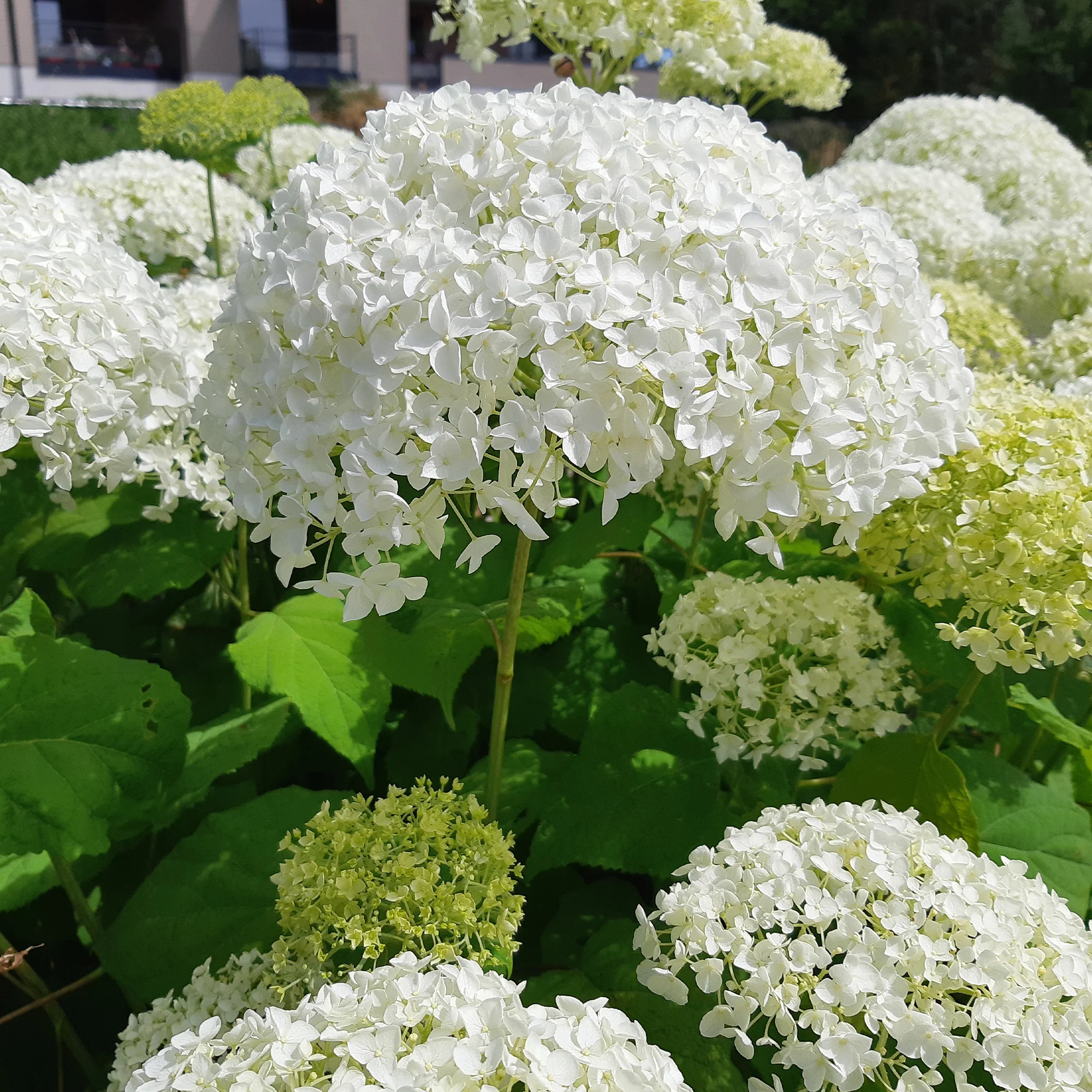 Hortensia Strong Annabelle - Image 6