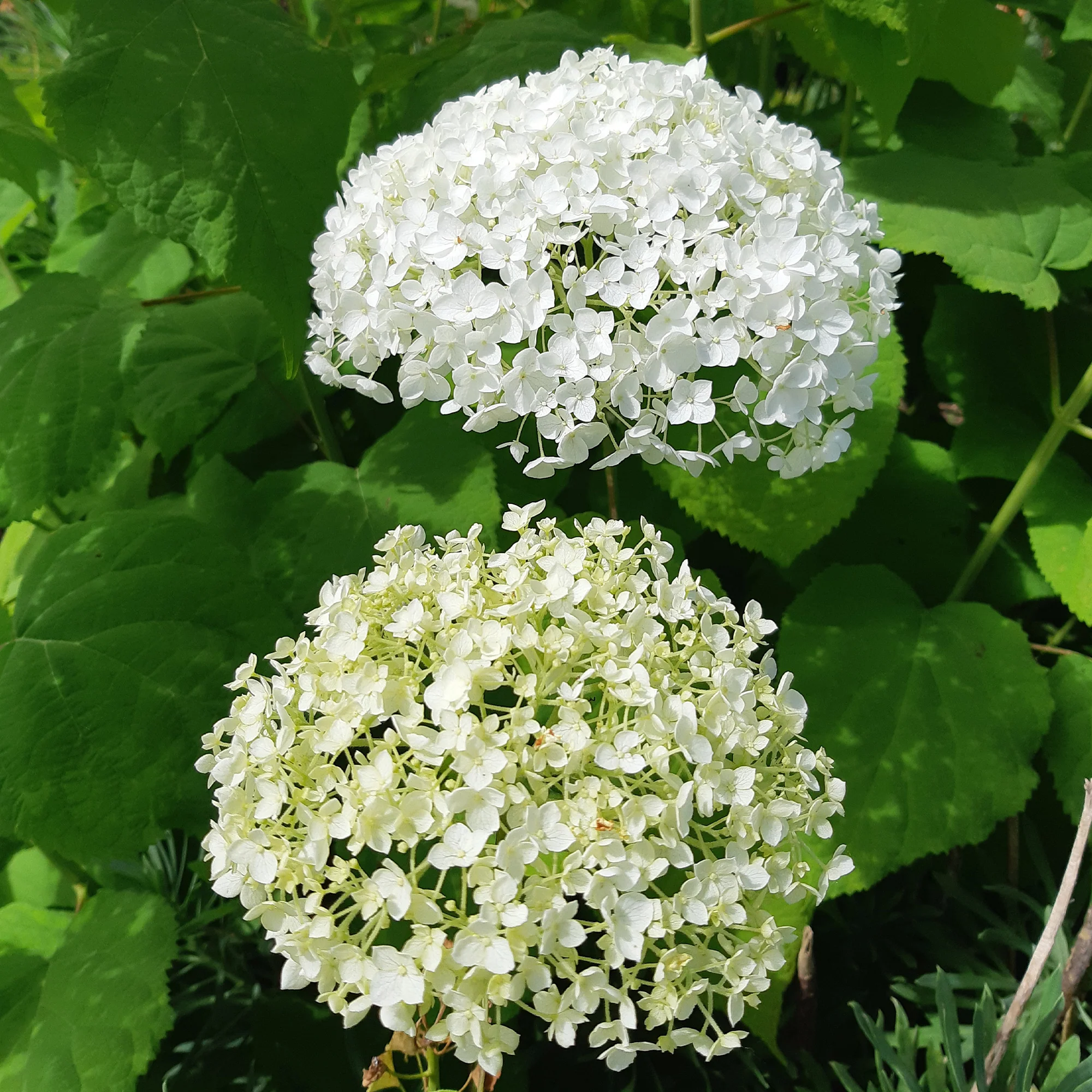 Hortensia Strong Annabelle - Image 7