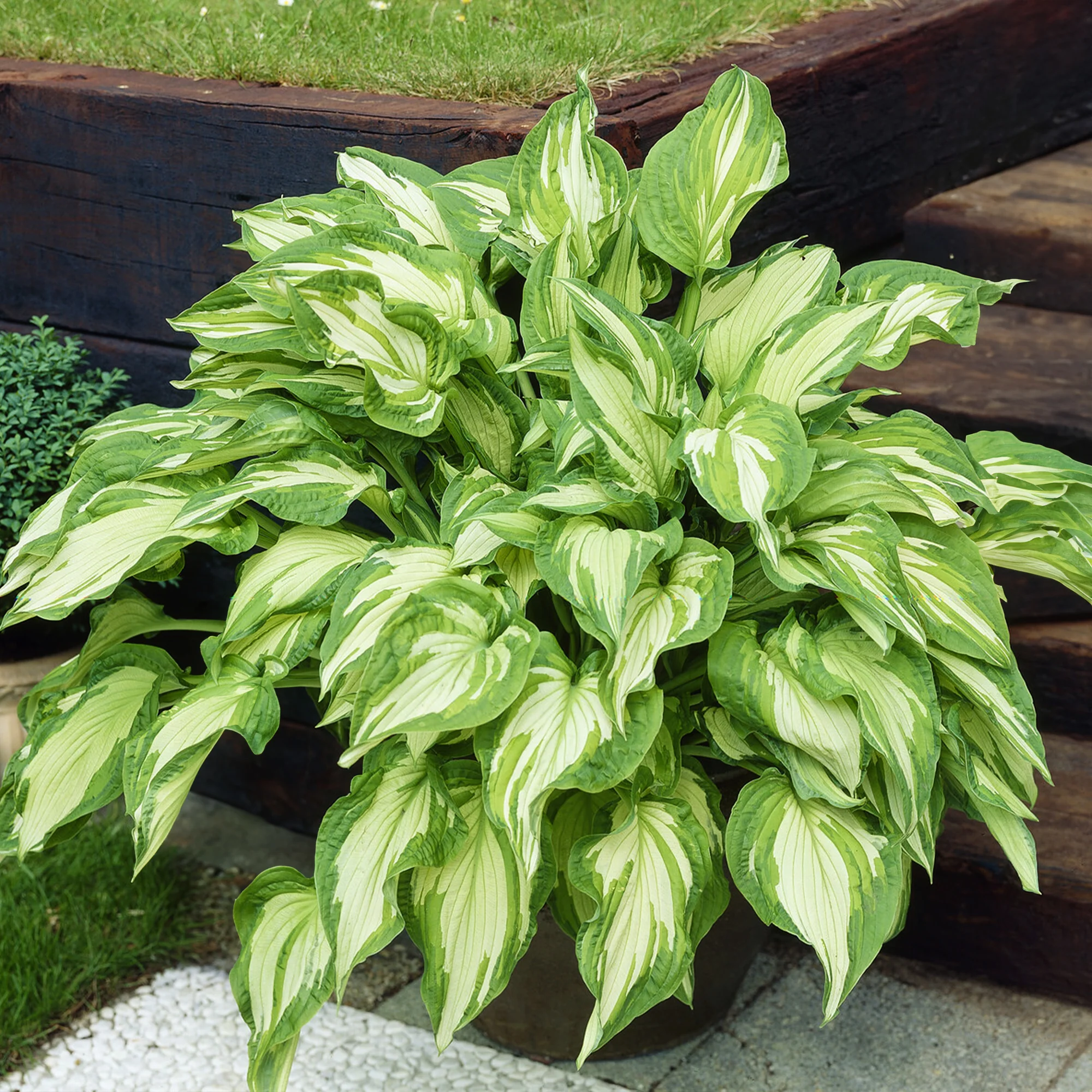 Hosta Albopicta