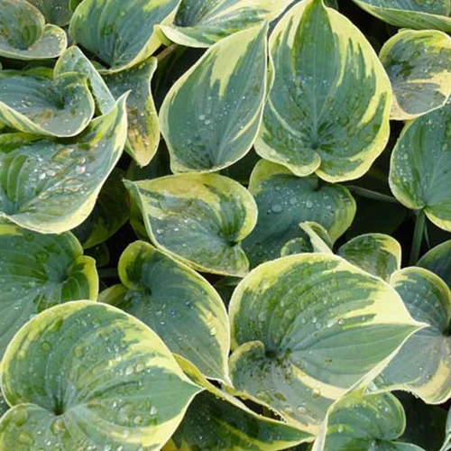 Hosta Aristocrat