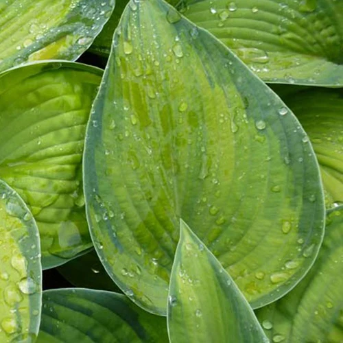 Hosta Bright Lights