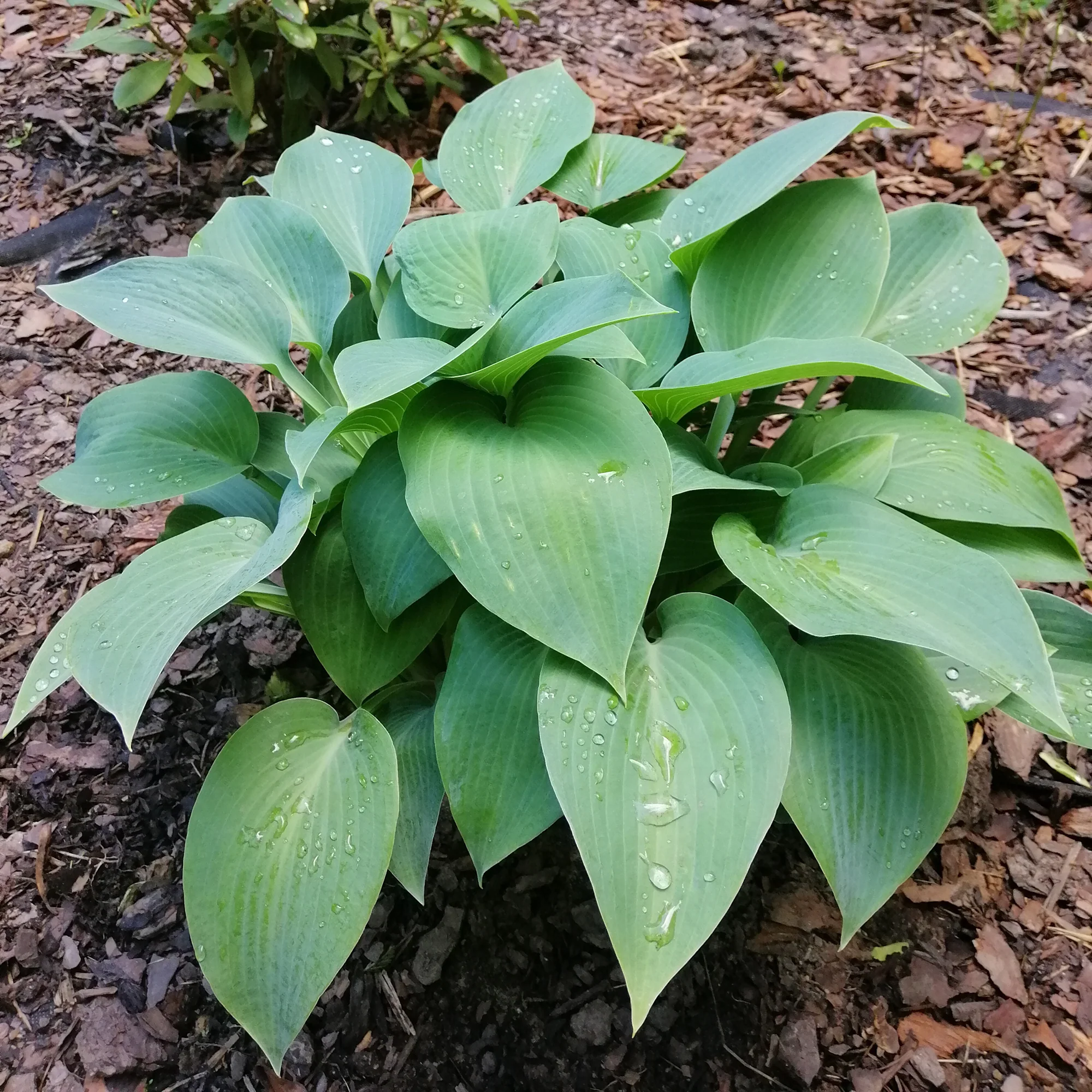 Hosta Canadian Blue