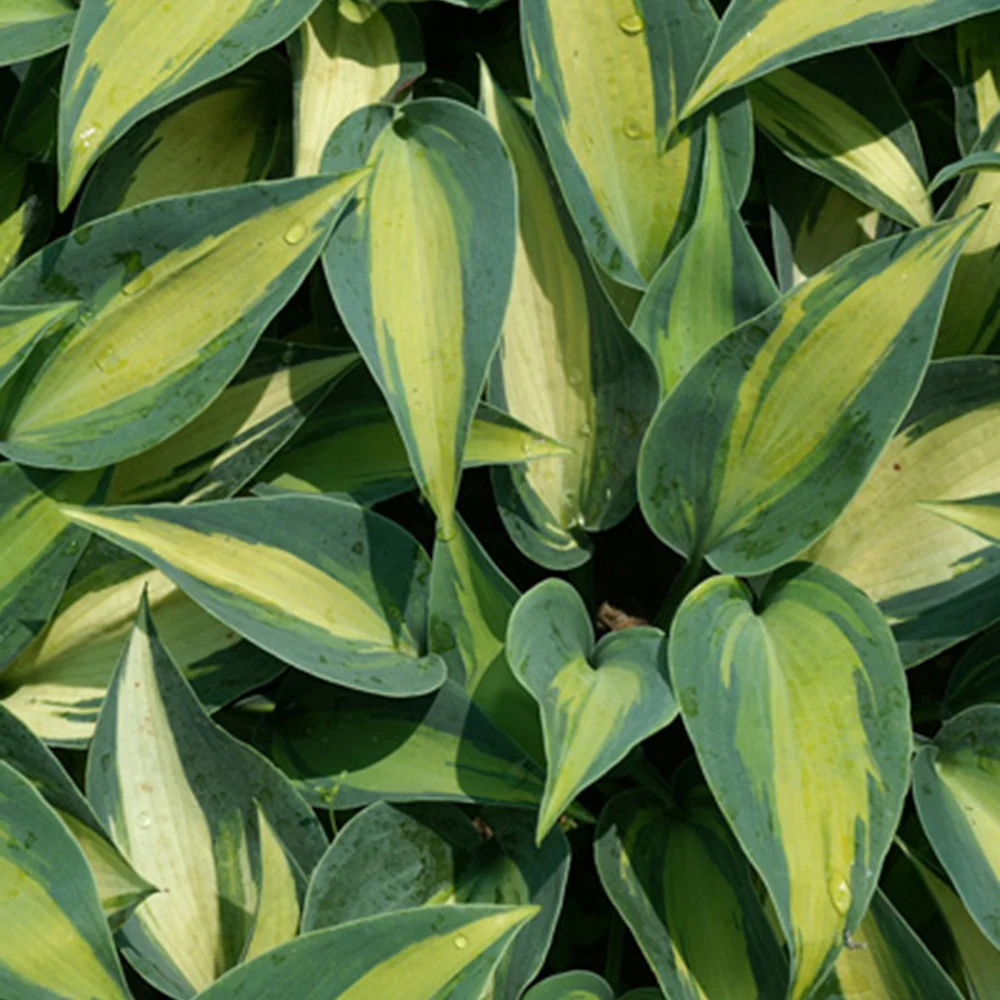 Hosta Catherine - Image 2