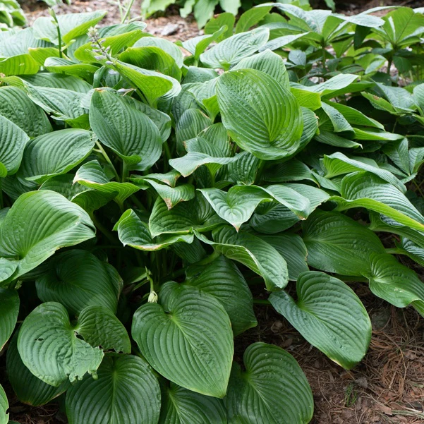 Hosta elata
