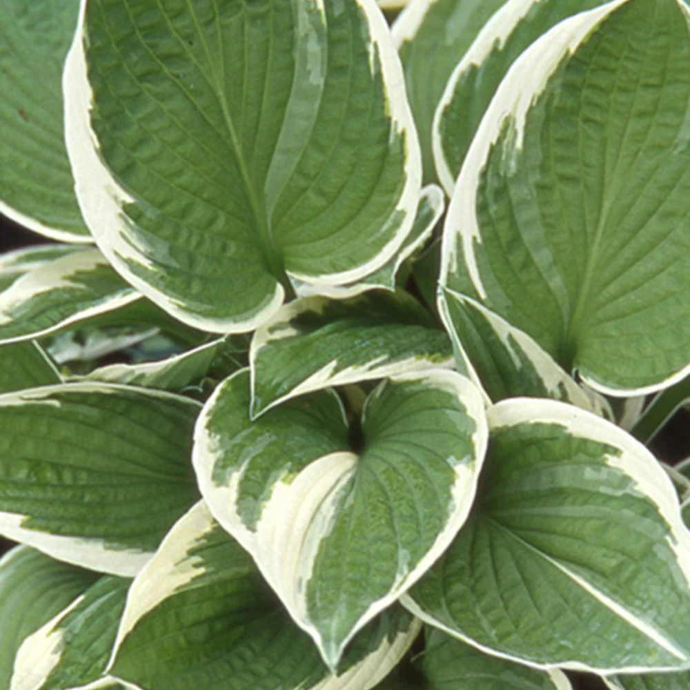 Hosta Francee