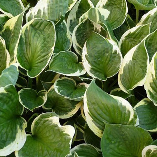 Hosta Independence