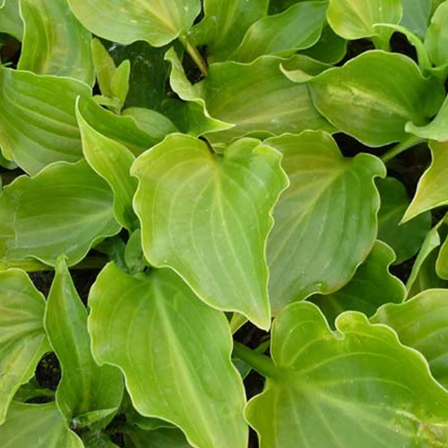 Hosta Invincible