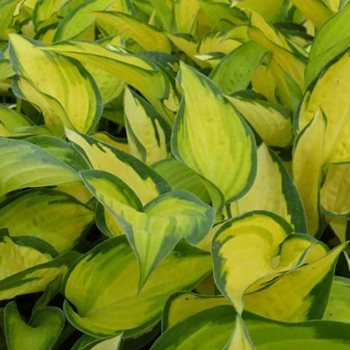 Hosta Orange Marmelade - Image 2