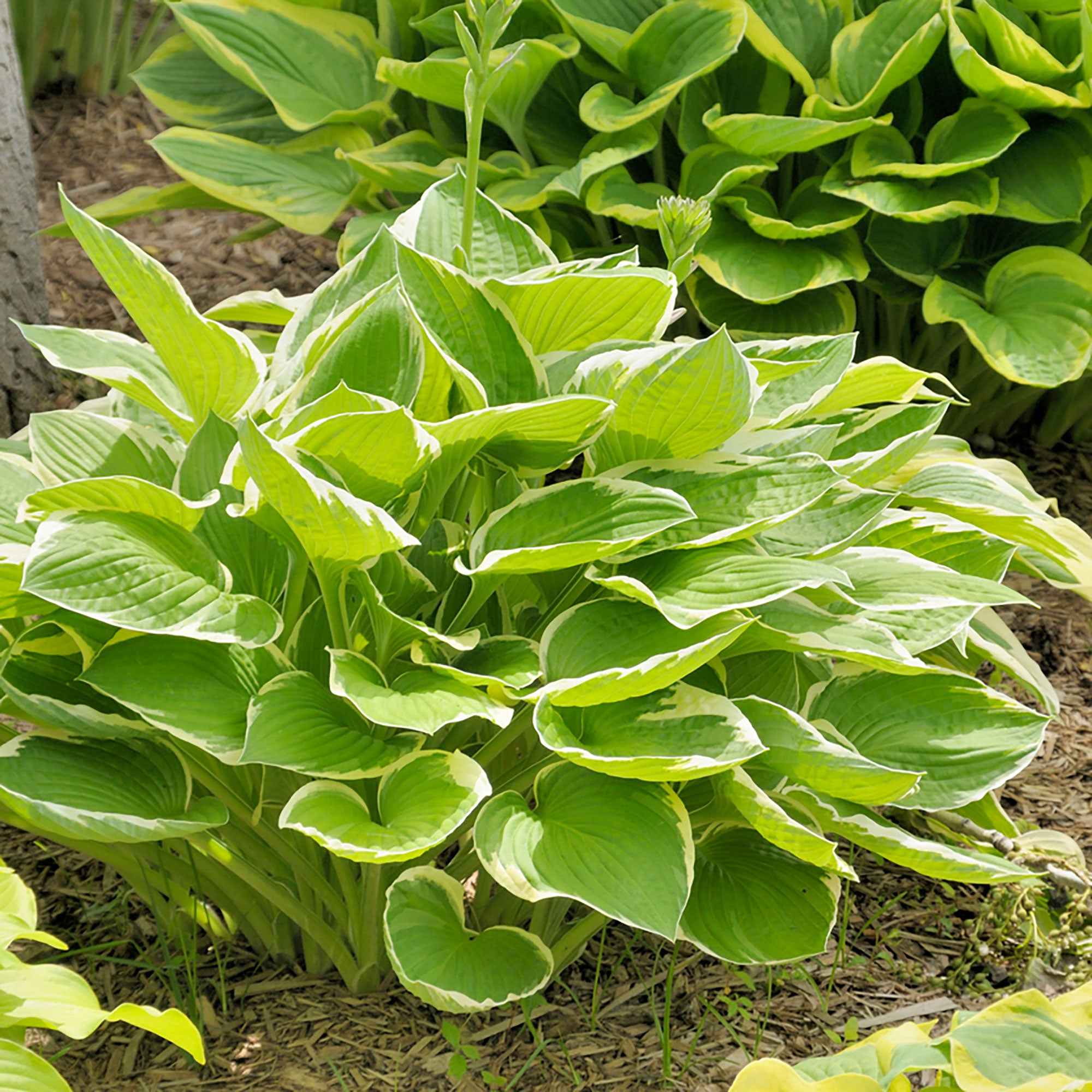 Hosta Patriot - Image 3