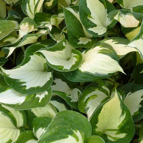 Hosta Reversed