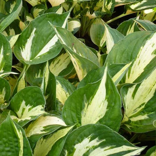 Hosta Revolution