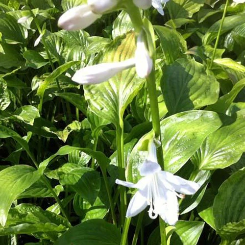 Hosta Royal Standard - Image 4