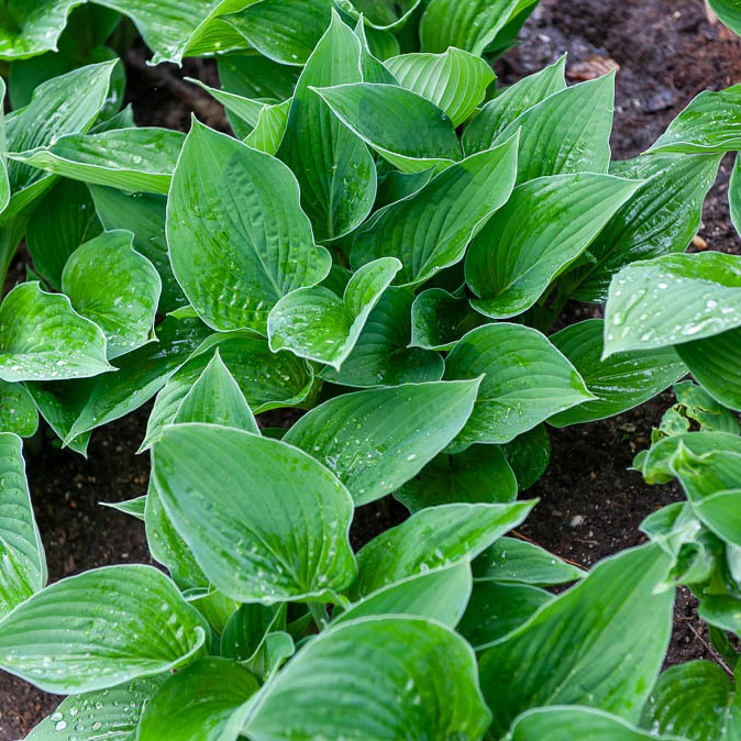 Hosta sieboldiana Elegans