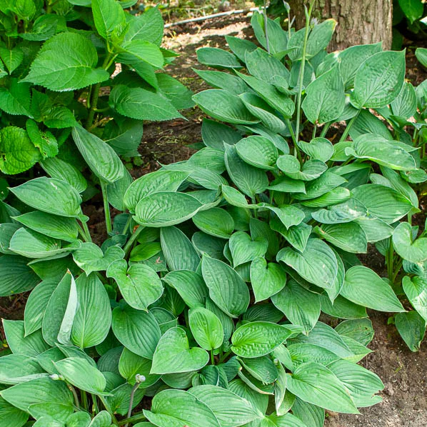 Hosta sieboldiana Elegans - Image 2
