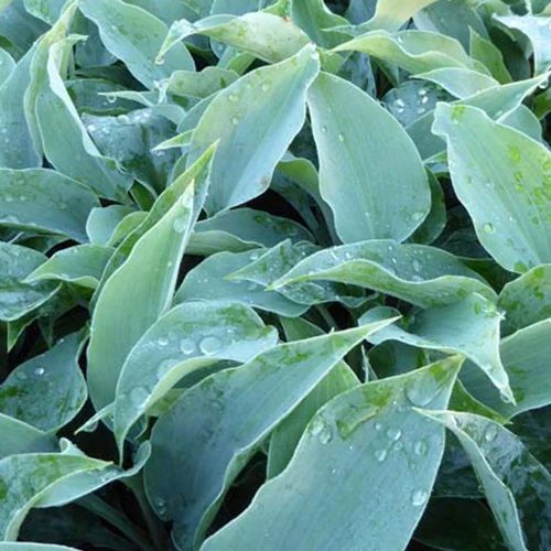 Hosta Titanium